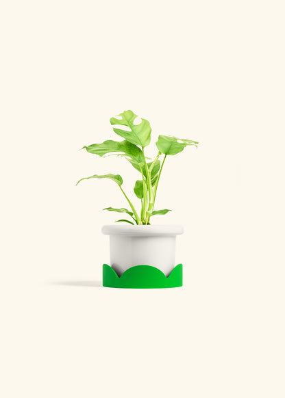 Mini Monstera in a 4 inches Fat Lip White Planter in a Shamrock Petal Drip Tray