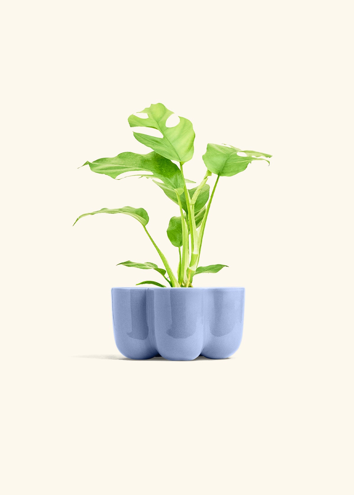 Mini Monstera in a 4 inches in a Blue Petal Planter