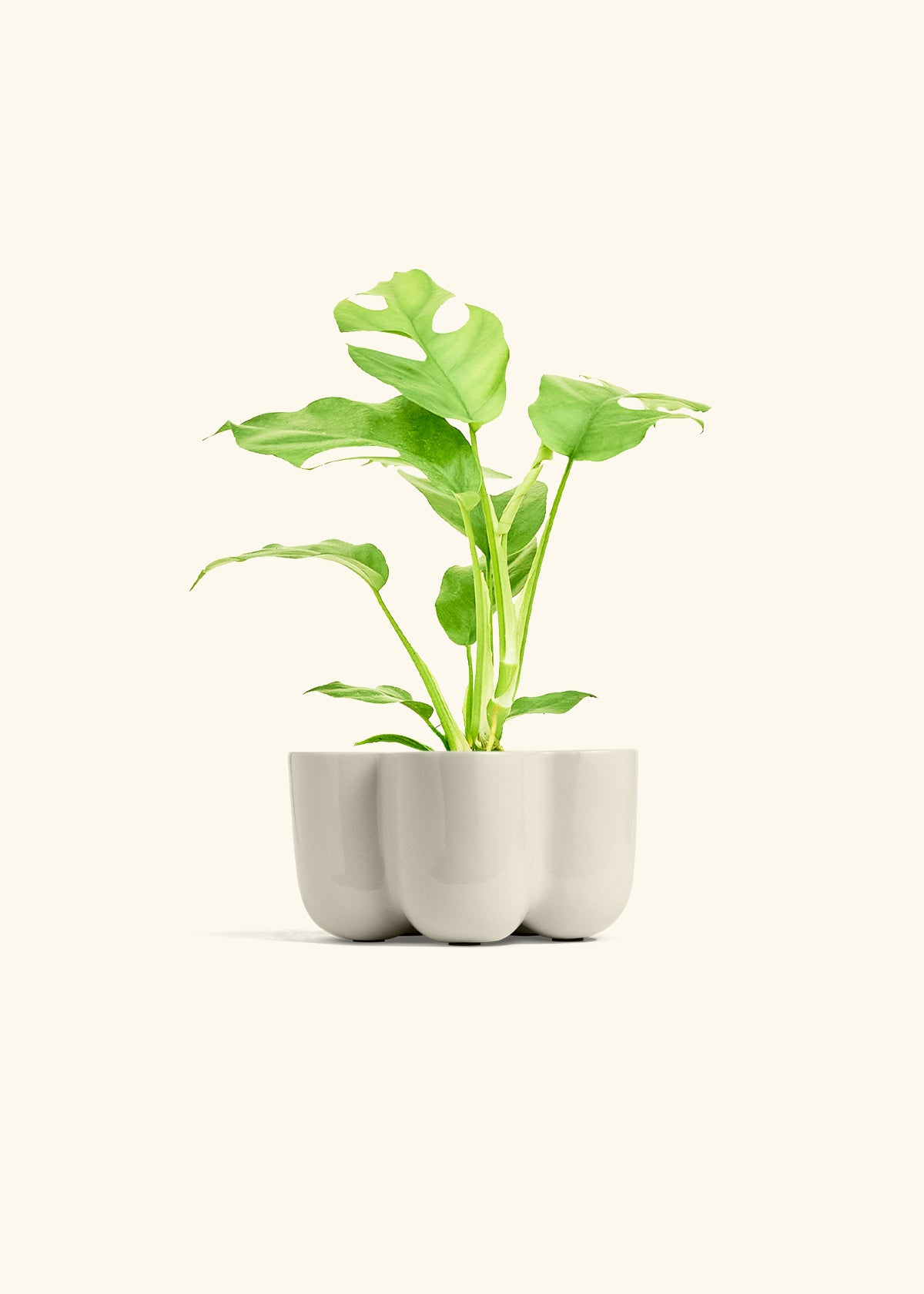 Mini Monstera in a 4 inches in a Oat Petal Planter