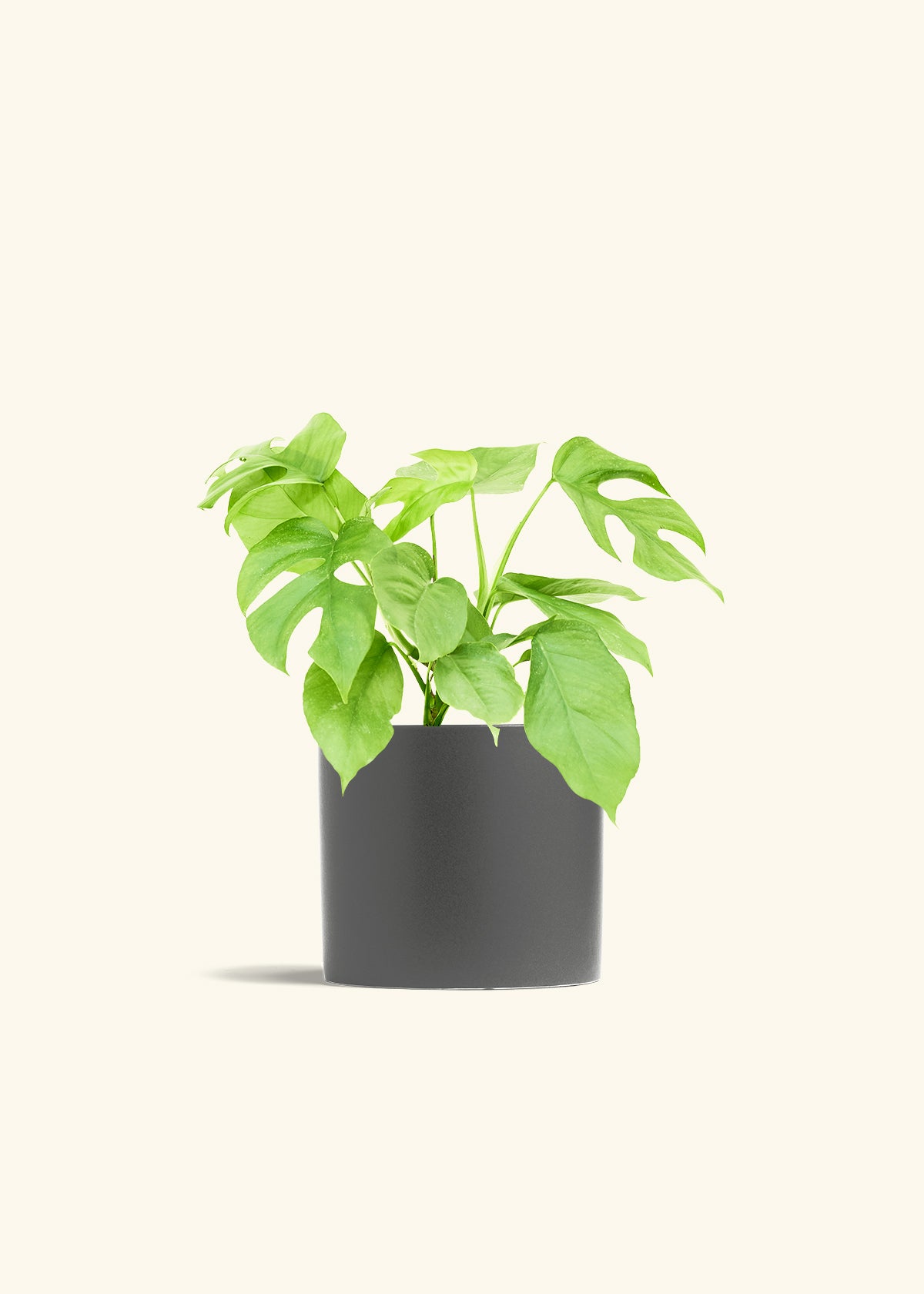 Mini Monstera in a 6 inches Charcoal Classic Cylinder Planter 