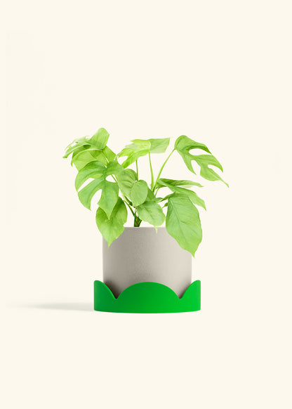 Mini Monstera in a 6 inches Oat Classic Cylinder Planter in a Shamrock Petal Drip Tray