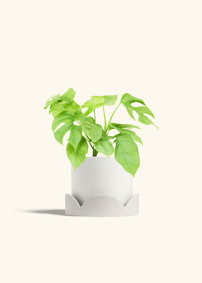 Mini Monstera in a 6 inches White Classic Cylinder Planter in a Oat Petal Drip Tray