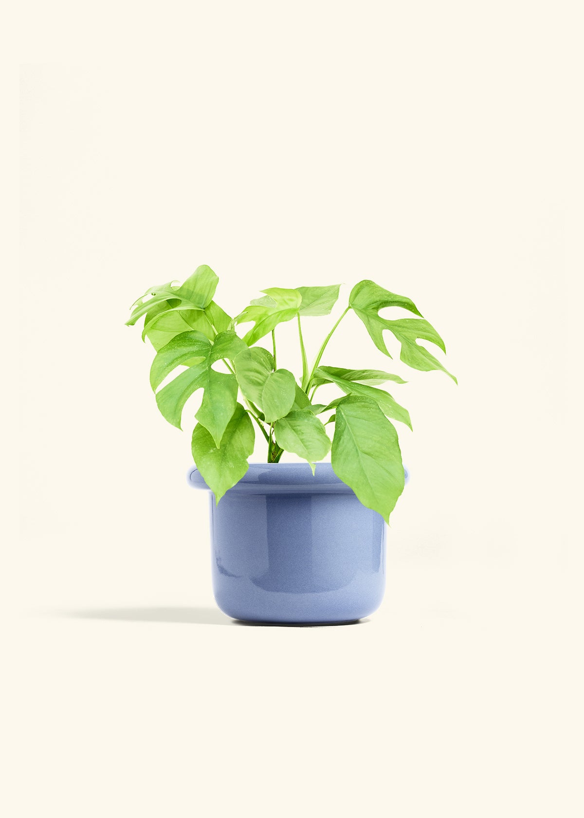Mini Monstera in a 6 inches Fat Lip Blue Planter 