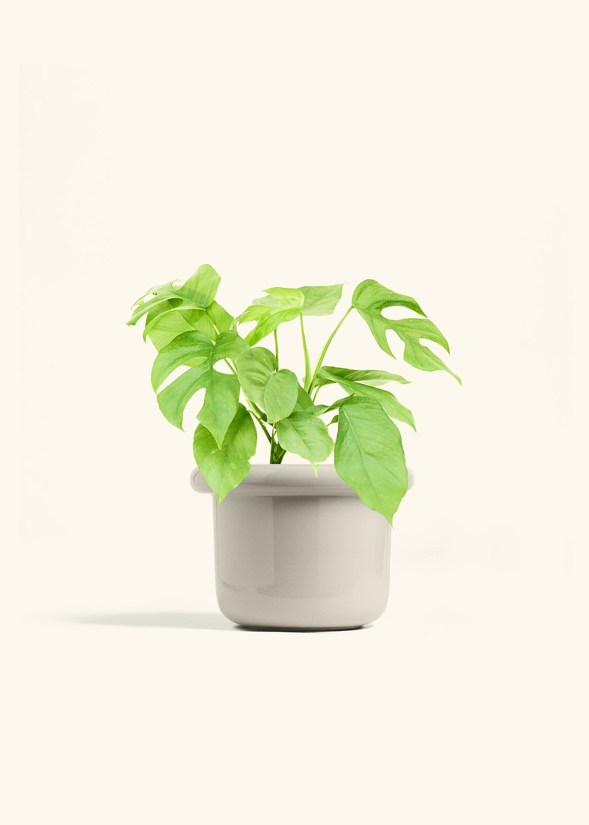 Mini Monstera in a 6 inches Fat Lip Oat Planter 