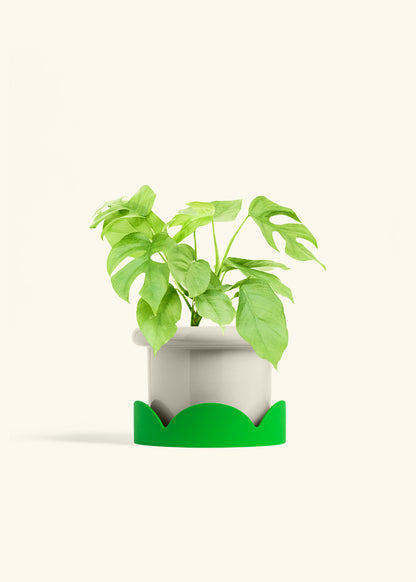 Mini Monstera in a 6 inches Fat Lip Oat Planter in a Shamrock Petal Drip Tray