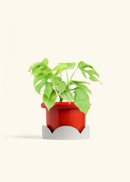 Mini Monstera in a 6 inches Fat Lip Red Planter in a Oat Petal Drip Tray