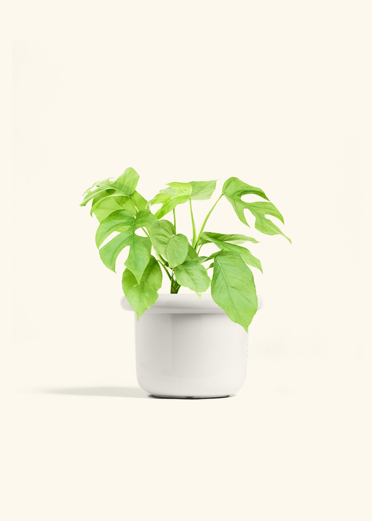 Mini Monstera in a 6 inches Fat Lip White Planter 