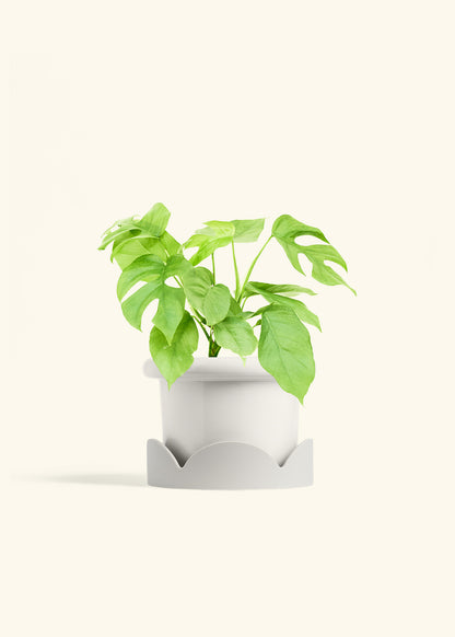 Mini Monstera in a 6 inches Fat Lip White Planter in a Oat Petal Drip Tray