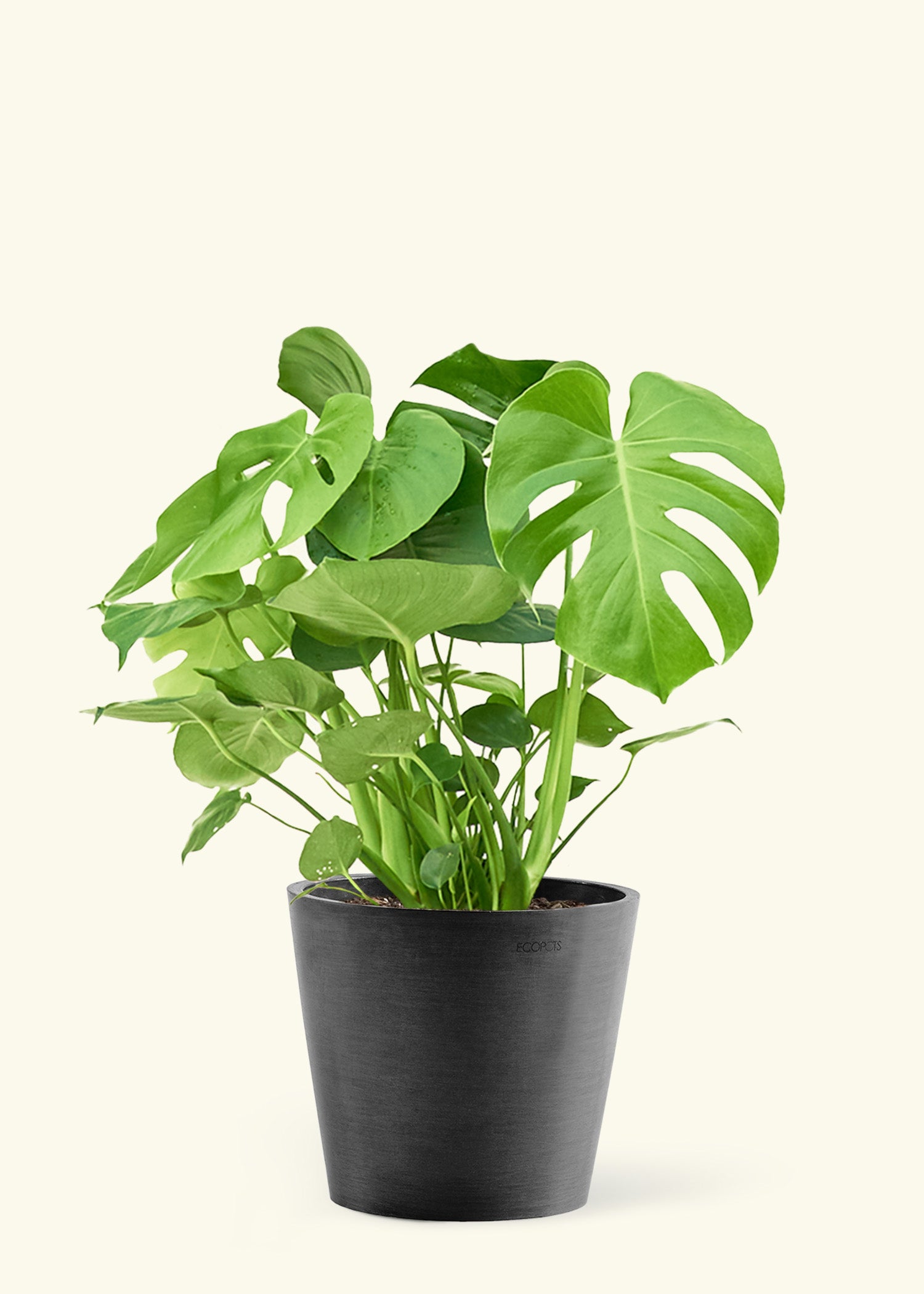Large Monstera Swiss Cheese Plant Plant in a black pot.