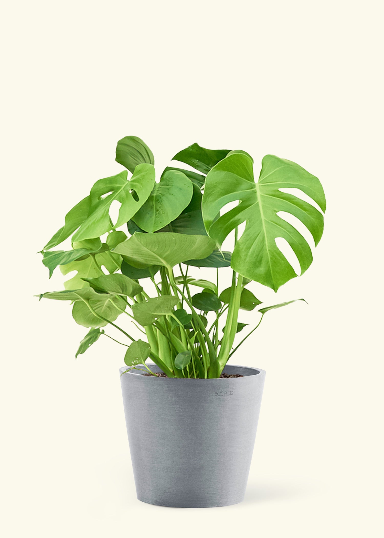 Large Monstera Swiss Cheese Plant Plant in a gray stone pot.