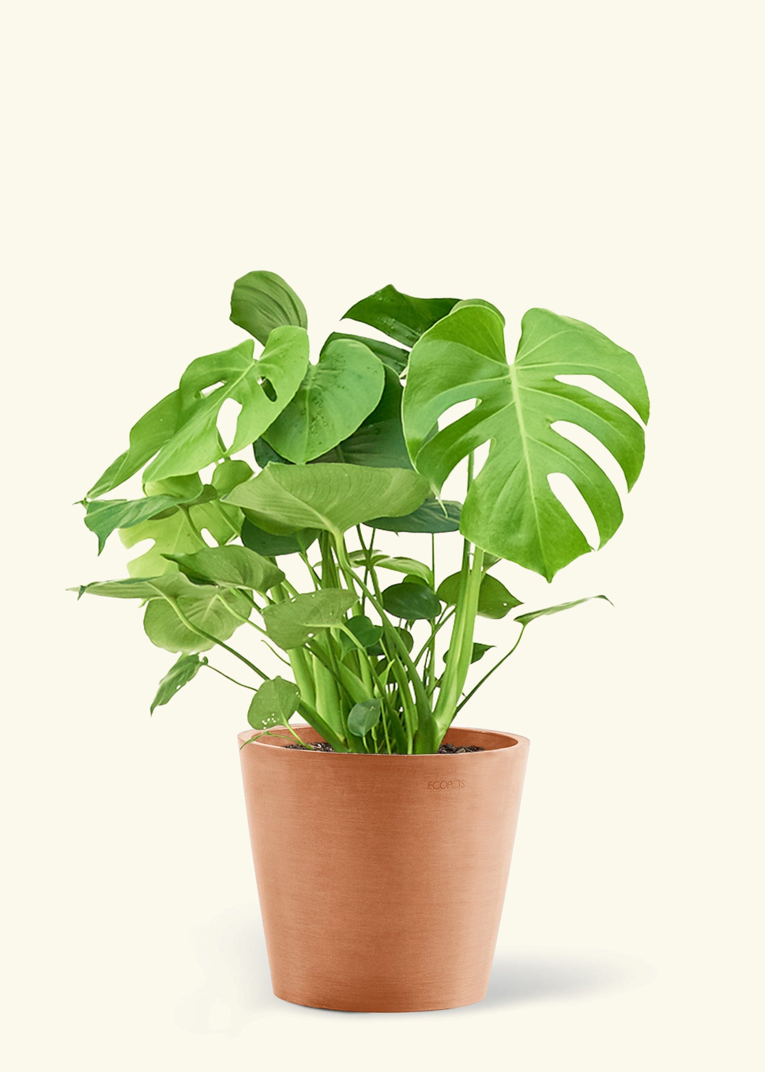 Large Monstera Swiss Cheese Plant Plant in a terracotta pot.