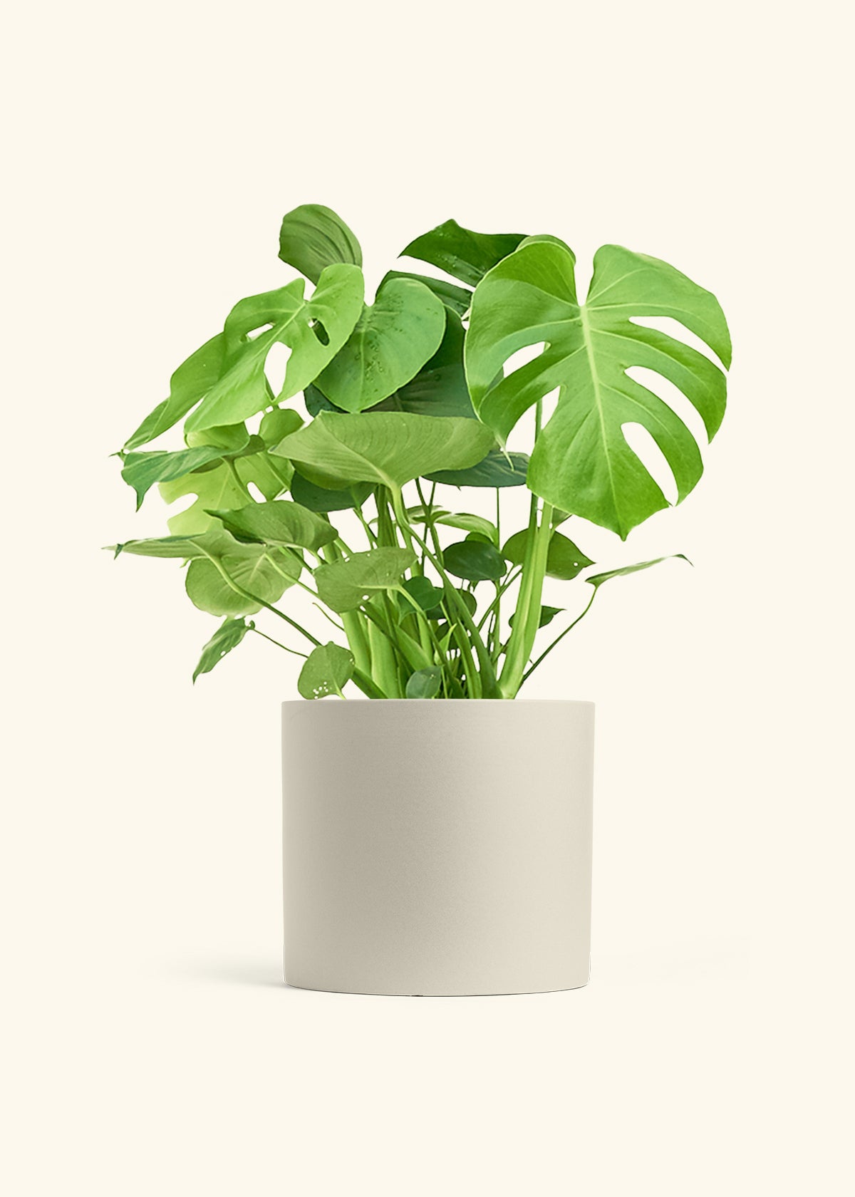 Monstera Swiss Cheese Plant in a 10 inches Oat Classic Cylinder Planter 
