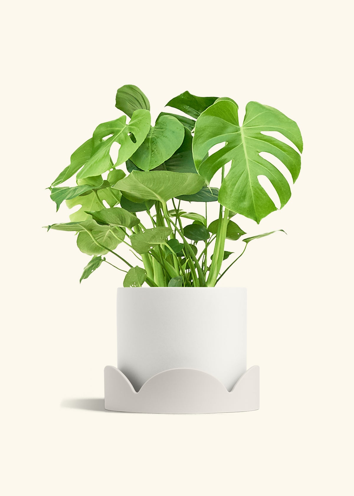 Monstera Swiss Cheese Plant in a 10 inches White Classic Cylinder Planter in a Oat Petal Drip Tray