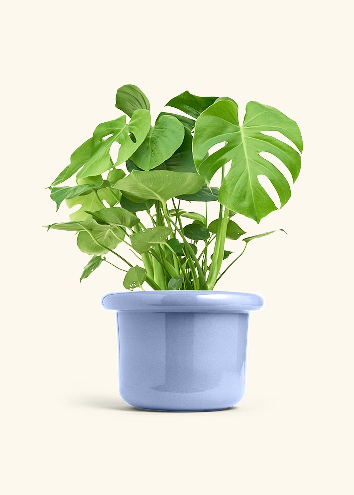 Monstera Swiss Cheese Plant in a 10 inches Fat Lip Blue Planter 