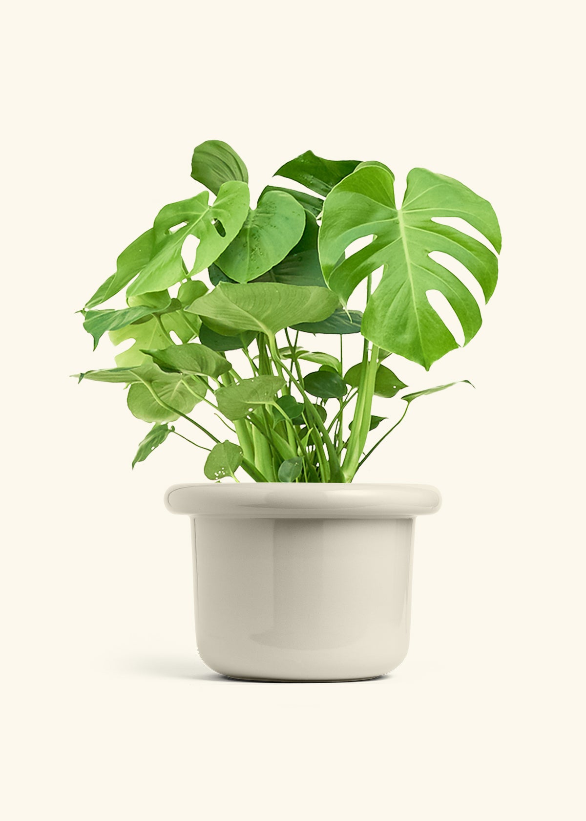 Monstera Swiss Cheese Plant in a 10 inches Fat Lip Oat Planter 