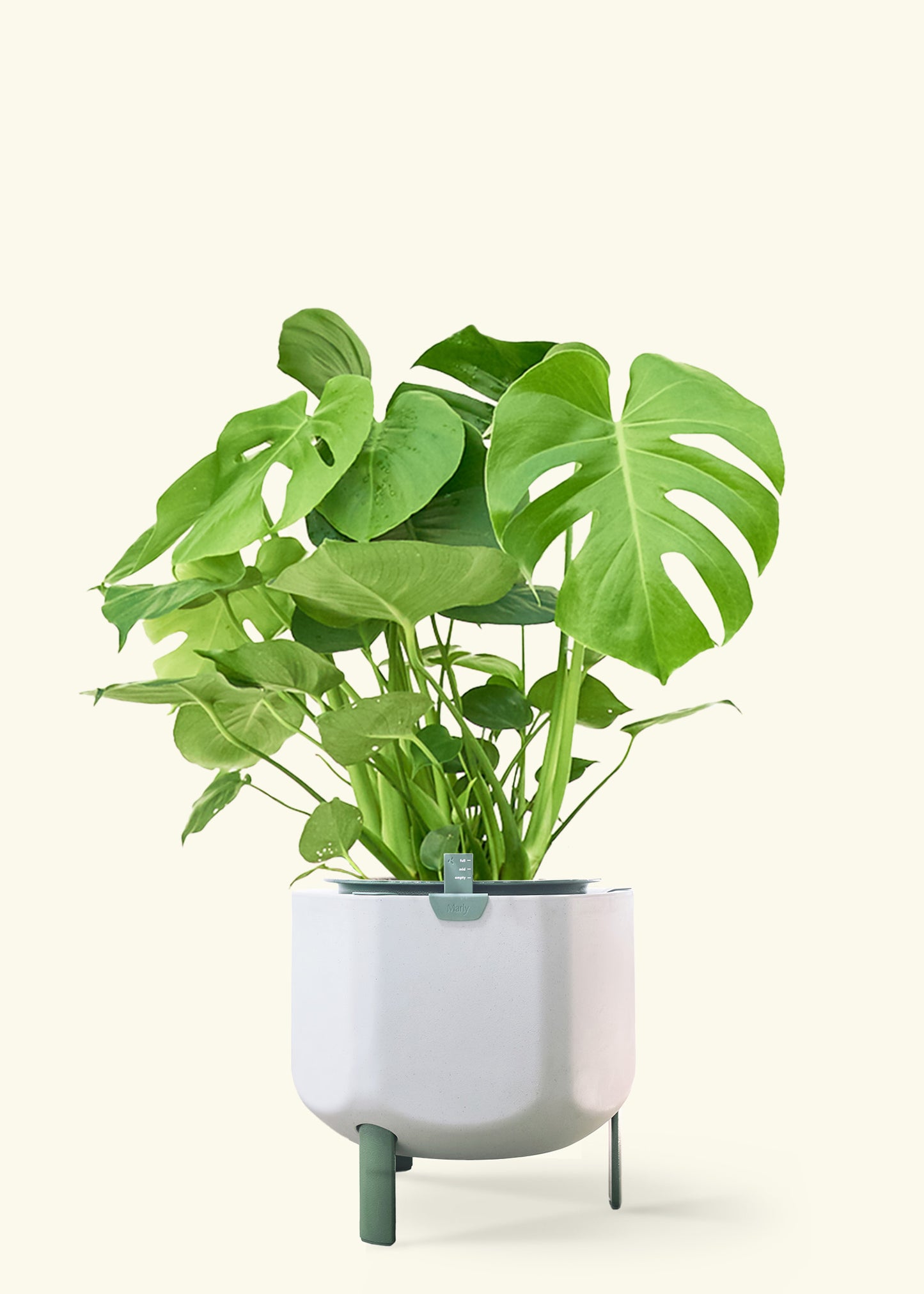 Monstera Swiss Cheese Plant in a 10 inches sage self watering pot