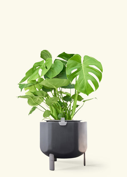 Monstera Swiss Cheese Plant in a 10 inches charcoal self watering pot