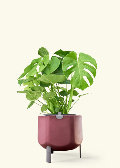 Monstera Swiss Cheese Plant in a 10 inches terracotta self watering pot