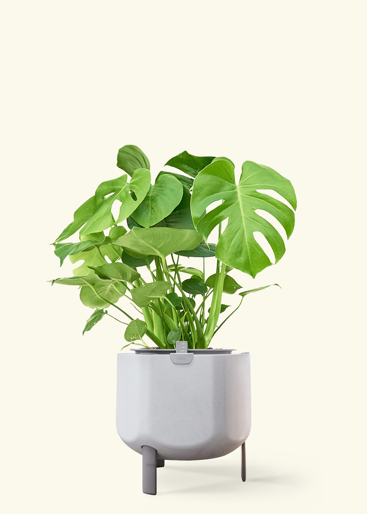 Monstera Swiss Cheese Plant in a 10 inches stone self watering pot