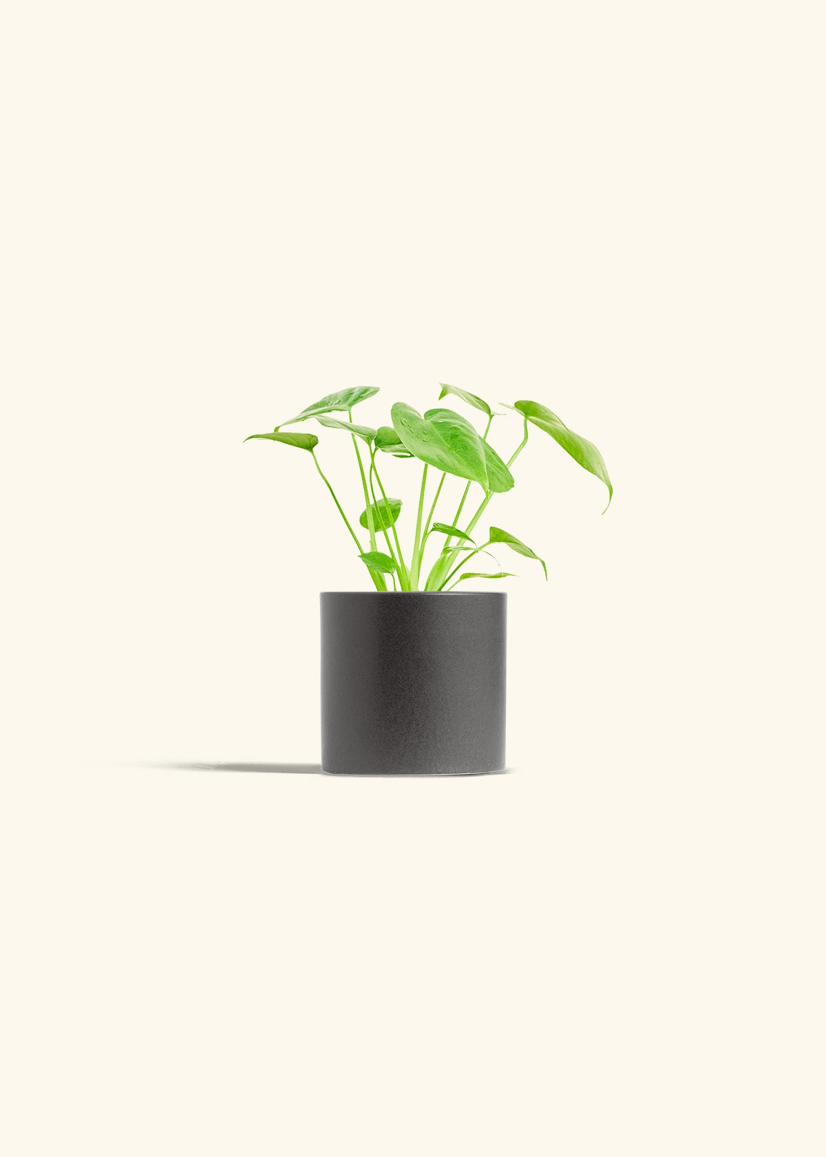 Monstera Swiss Cheese Plant in a 4 inches Charcoal Classic Cylinder Planter 