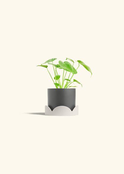 Monstera Swiss Cheese Plant in a 4 inches Charcoal Classic Cylinder Planter in a Oat Petal Drip Tray