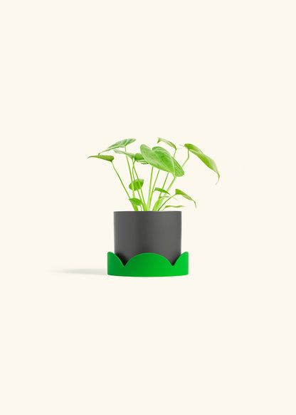 Monstera Swiss Cheese Plant in a 4 inches Charcoal Classic Cylinder Planter in a Shamrock Petal Drip Tray
