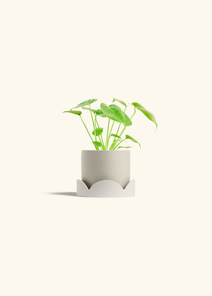 Monstera Swiss Cheese Plant in a 4 inches Oat Classic Cylinder Planter in a Oat Petal Drip Tray