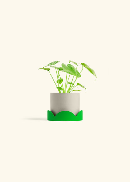 Monstera Swiss Cheese Plant in a 4 inches Oat Classic Cylinder Planter in a Shamrock Petal Drip Tray