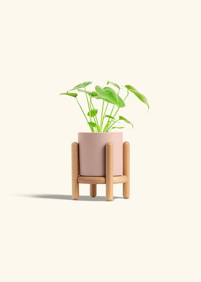 Monstera Swiss Cheese Plant in a 4 inches Pink Classic Cylinder Planter in a Beech Wood Stand