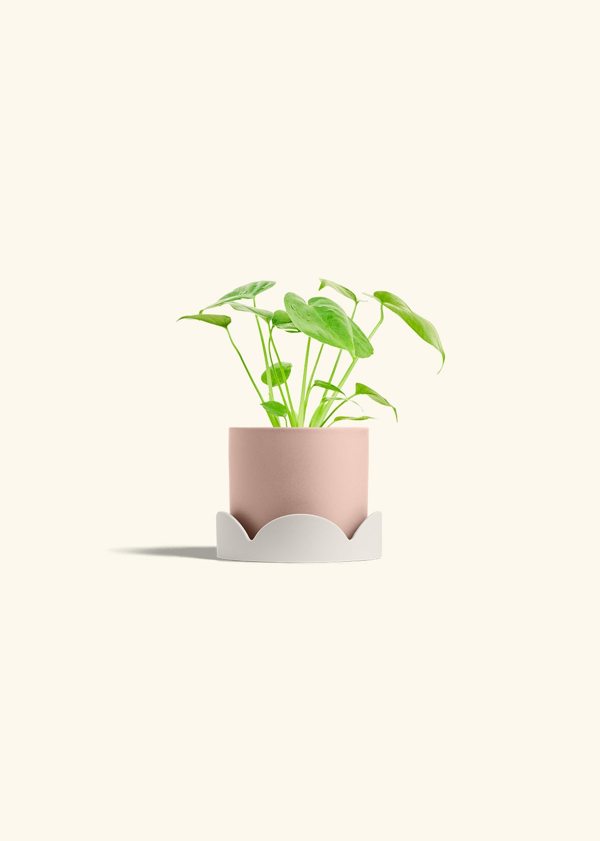 Monstera Swiss Cheese Plant in a 4 inches Pink Classic Cylinder Planter in a Oat Petal Drip Tray