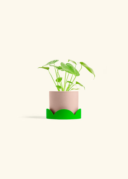 Monstera Swiss Cheese Plant in a 4 inches Pink Classic Cylinder Planter in a Shamrock Petal Drip Tray