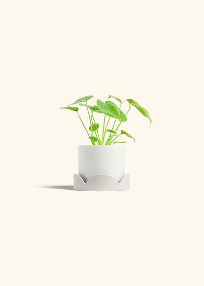 Monstera Swiss Cheese Plant in a 4 inches White Classic Cylinder Planter in a Oat Petal Drip Tray