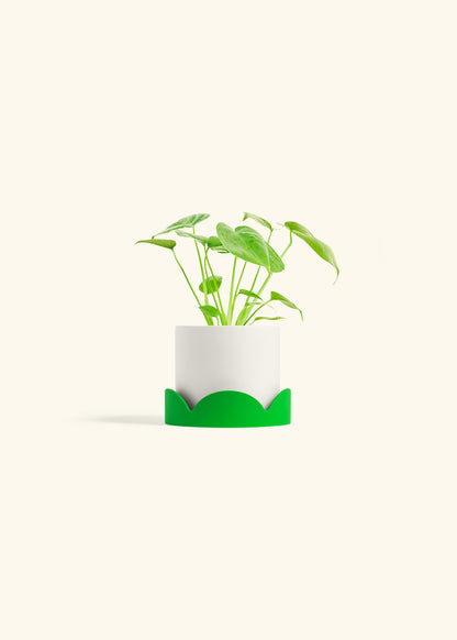 Monstera Swiss Cheese Plant in a 4 inches White Classic Cylinder Planter in a Shamrock Petal Drip Tray