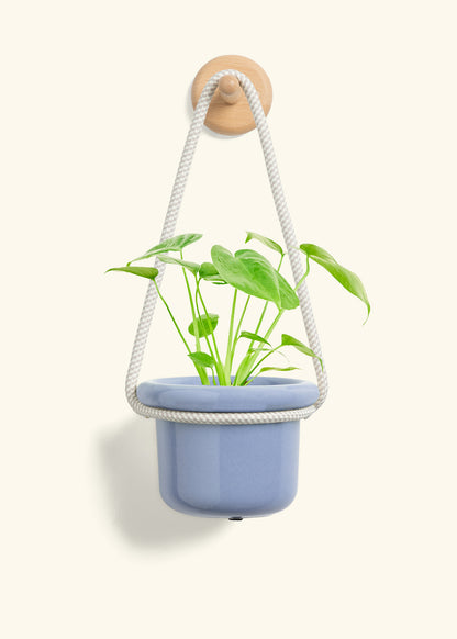 Monstera Swiss Cheese Plant, Small