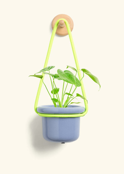 Monstera Swiss Cheese Plant, Small