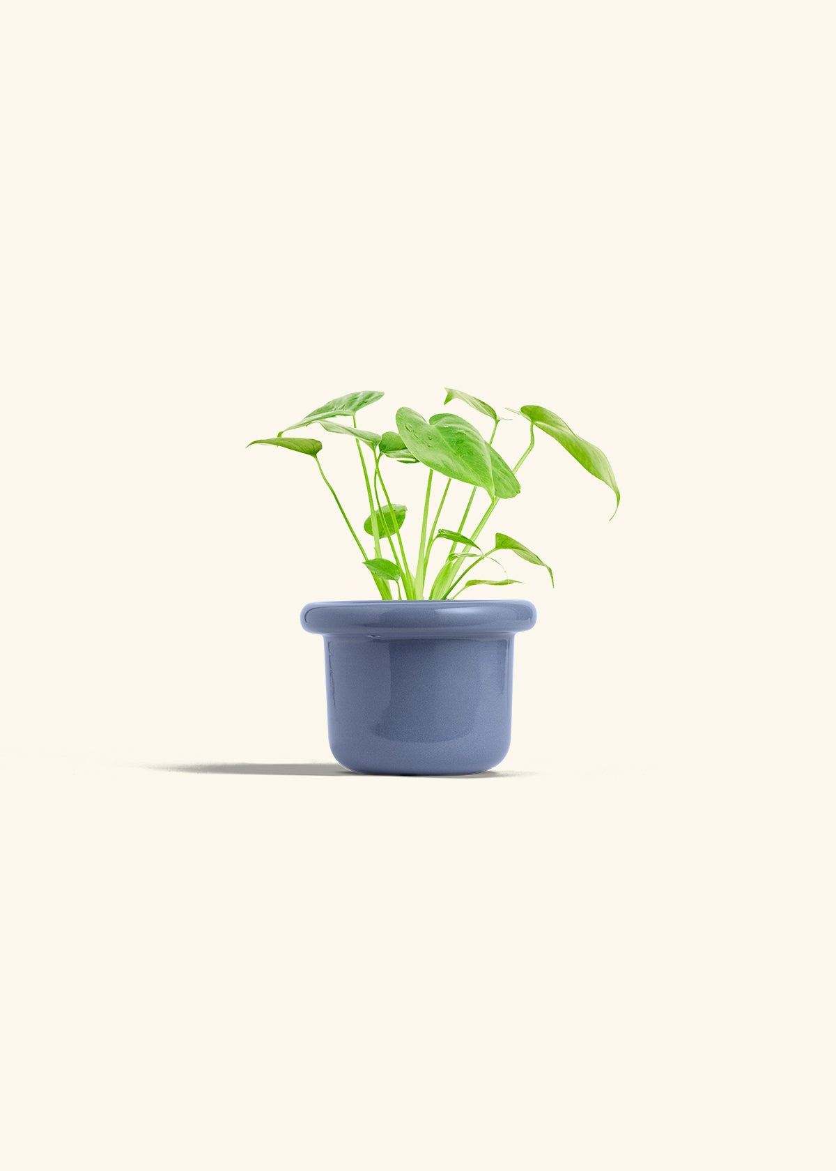 Monstera Swiss Cheese Plant in a 4 inches Fat Lip Blue Planter 