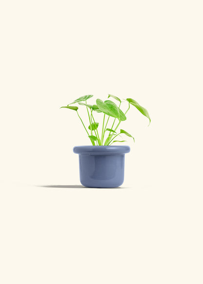 Monstera Swiss Cheese Plant in a 4 inches Fat Lip Blue Planter 
