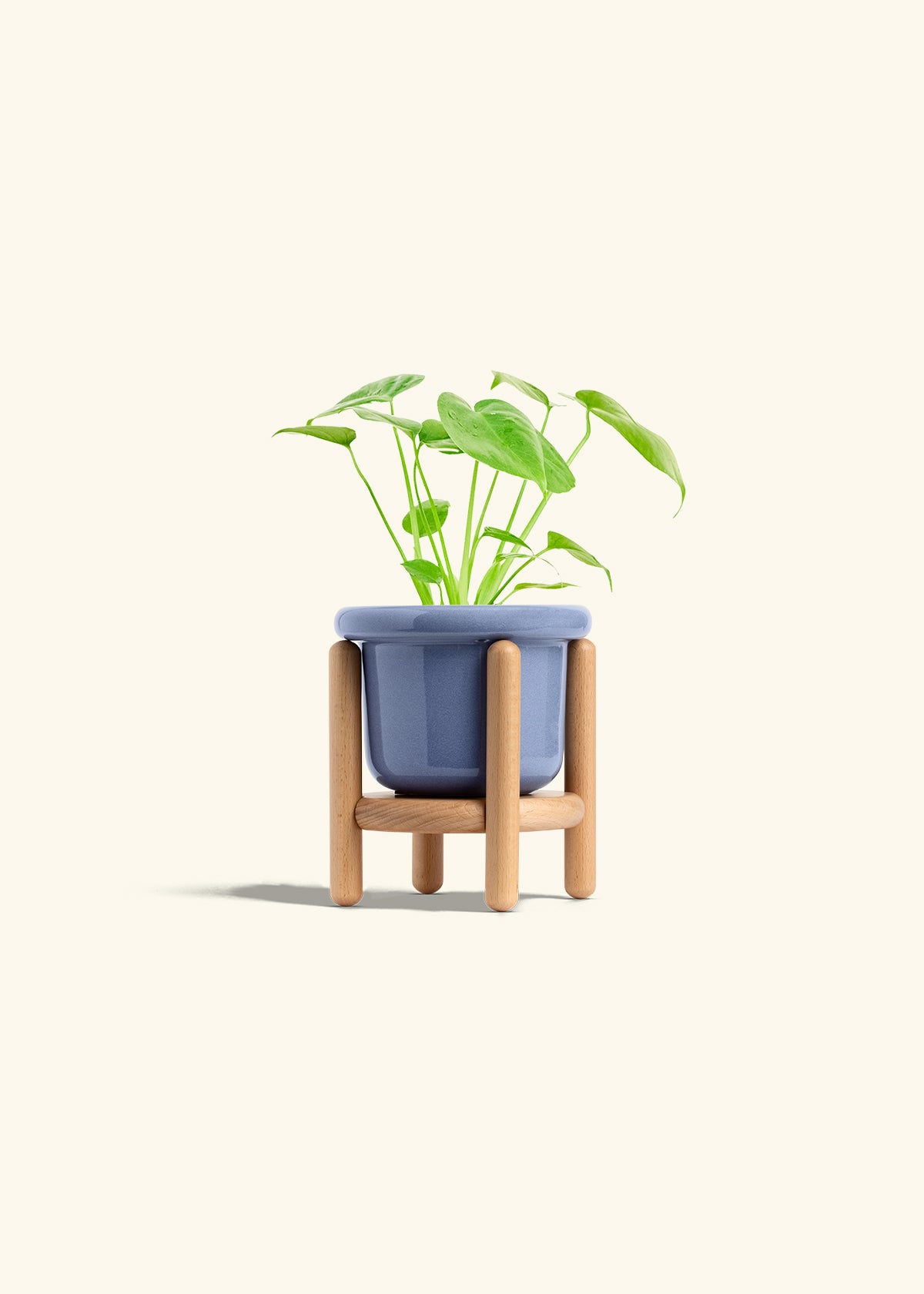 Monstera Swiss Cheese Plant in a 4 inches Fat Lip Blue Planter in a Beech Wood Stand