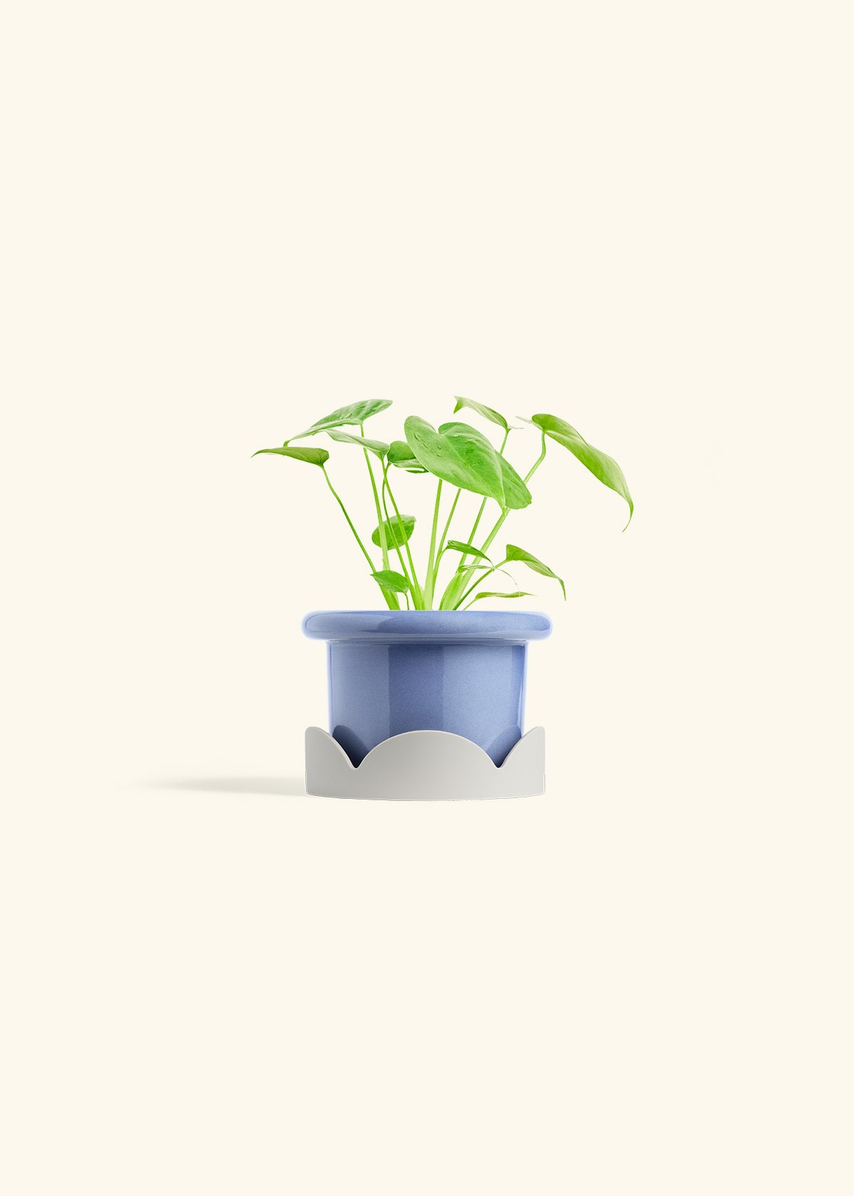 Monstera Swiss Cheese Plant in a 4 inches Fat Lip Blue Planter in a Oat Petal Drip Tray