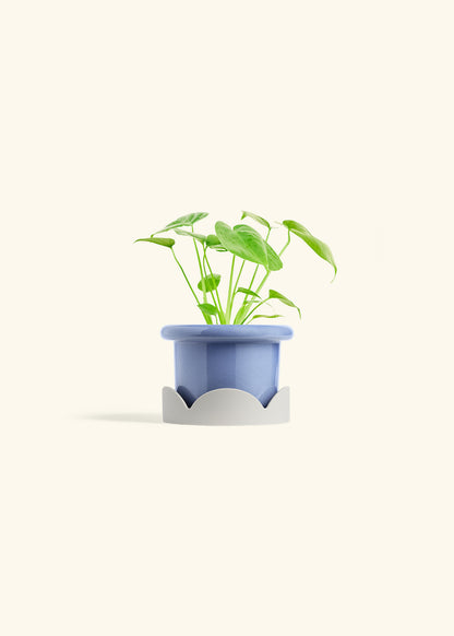 Monstera Swiss Cheese Plant in a 4 inches Fat Lip Blue Planter in a Oat Petal Drip Tray