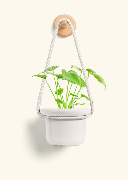 Monstera Swiss Cheese Plant, Small