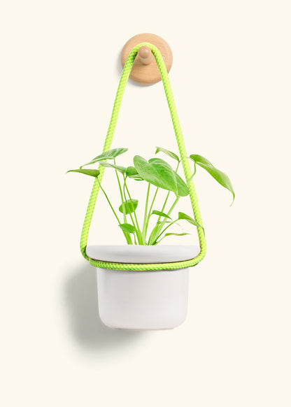 Monstera Swiss Cheese Plant, Small