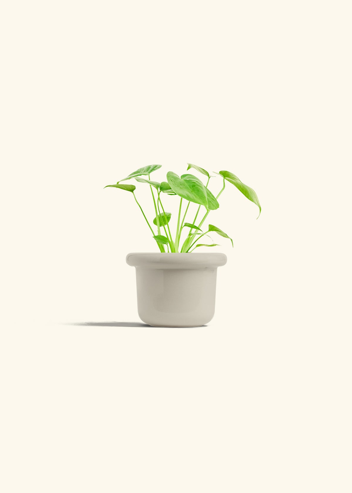Monstera Swiss Cheese Plant in a 4 inches Fat Lip Oat Planter 