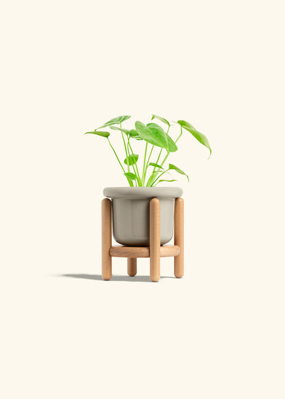 Monstera Swiss Cheese Plant in a 4 inches Fat Lip Oat Planter in a Beech Wood Stand