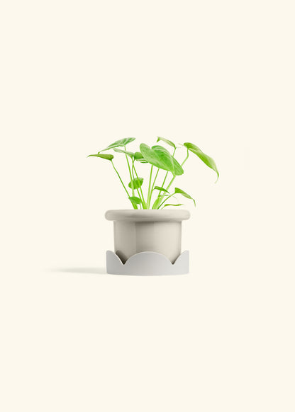 Monstera Swiss Cheese Plant in a 4 inches Fat Lip Oat Planter in a Oat Petal Drip Tray