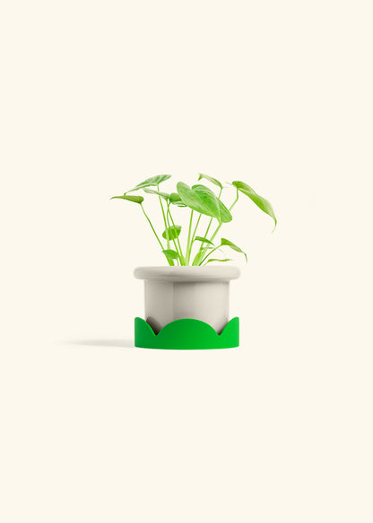 Monstera Swiss Cheese Plant in a 4 inches Fat Lip Oat Planter in a Shamrock Petal Drip Tray