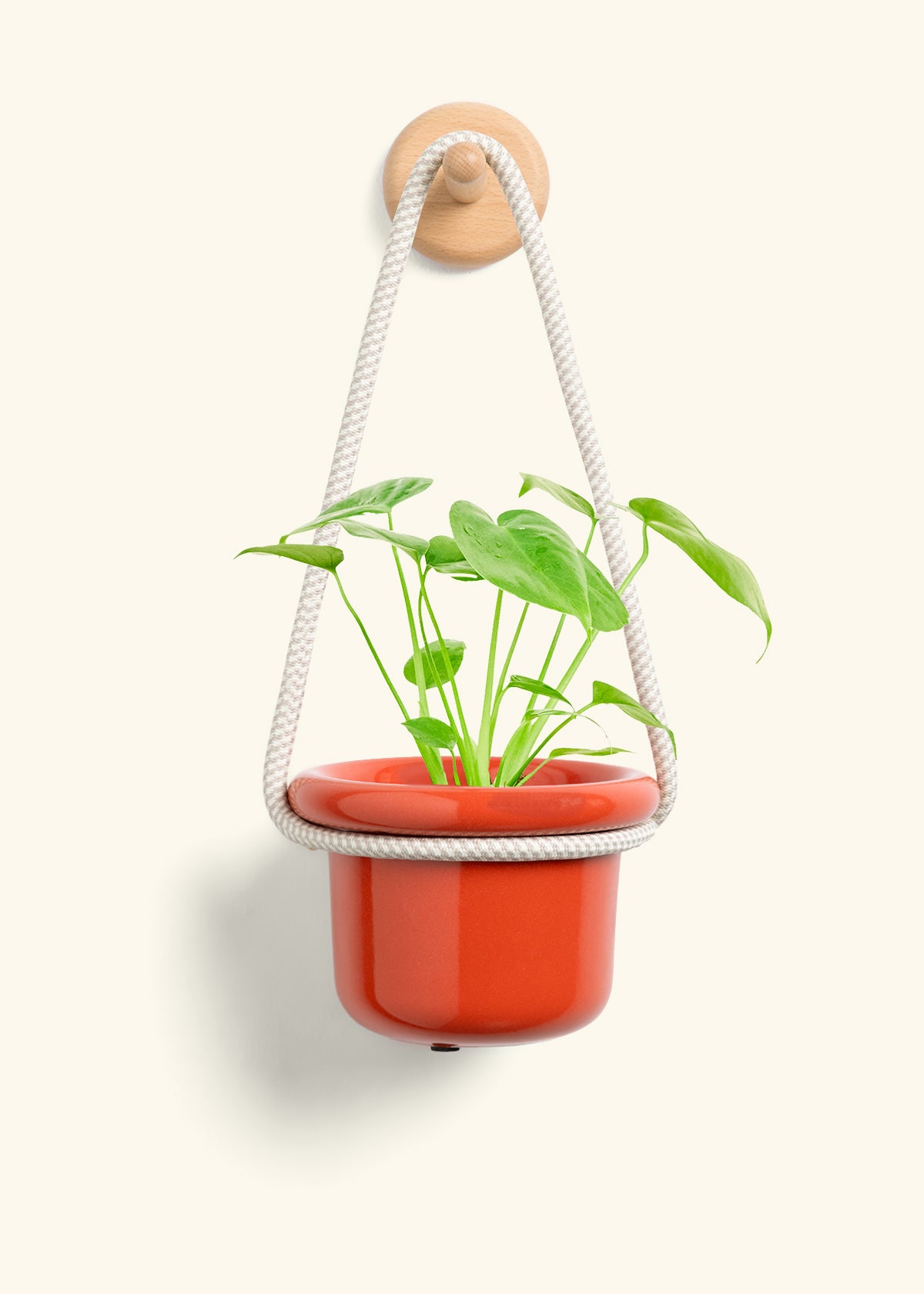 Monstera Swiss Cheese Plant, Small