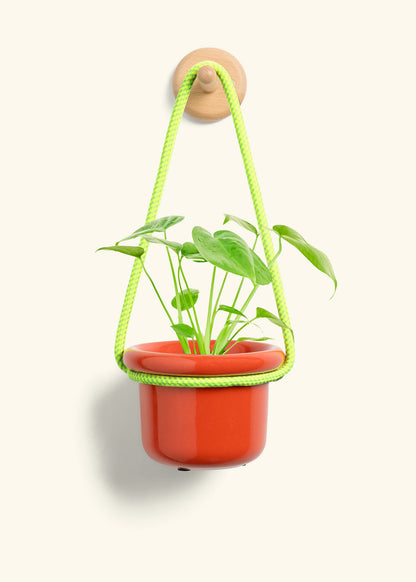 Monstera Swiss Cheese Plant, Small