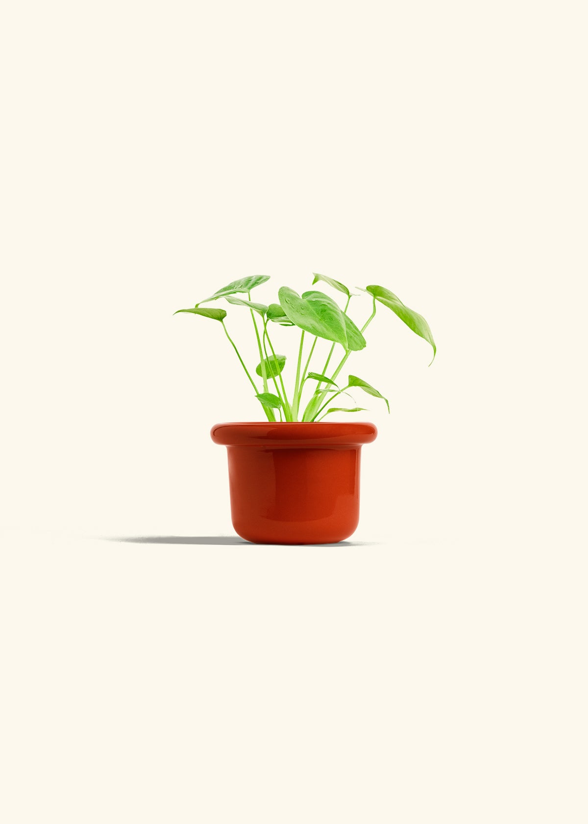 Monstera Swiss Cheese Plant in a 4 inches Fat Lip Red Planter 