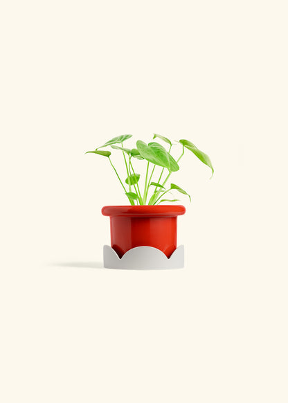 Monstera Swiss Cheese Plant in a 4 inches Fat Lip Red Planter in a Oat Petal Drip Tray